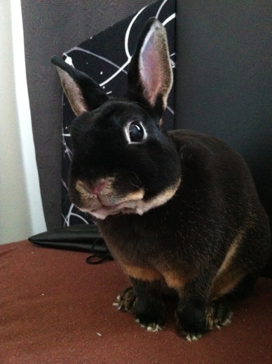 Rocky
